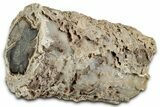 Long Petrified Wood (Schinoxylon) Limb - Blue Forest, Wyoming #326688-1
